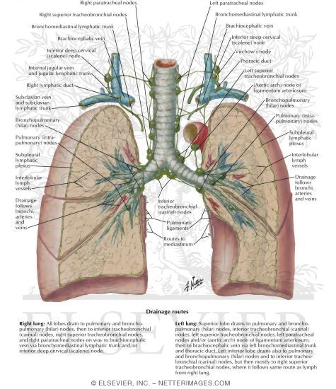 Lymph Vessels and Nodes of Lung
Routes of Lymphatic Drainage of Lungs