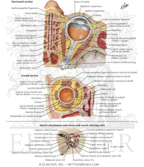 Fascia of Orbit and Eyeball