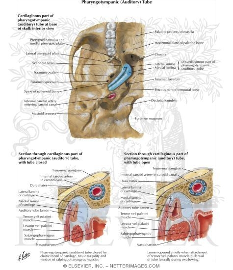 Auditory Tube
Pharyngotympanic (Auditory) Tube