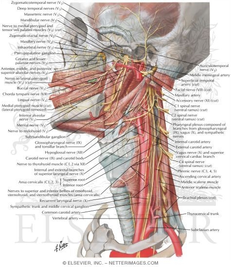 Nerves of Oral and Pharyngeal Regions
Nerve Supply of the Mouth and Pharynx