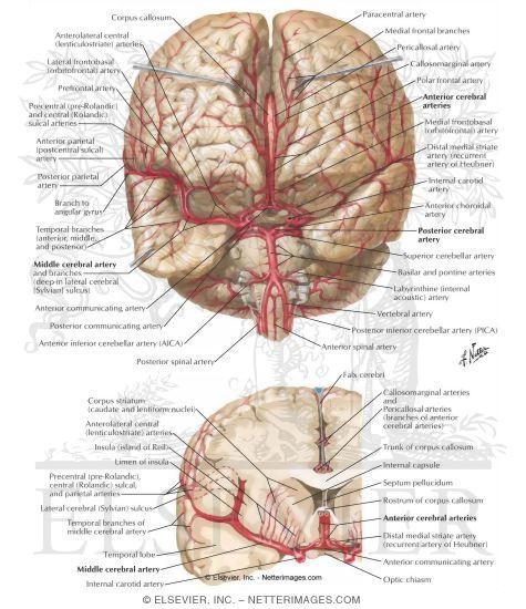 Arteries of Brain: Frontal View and Section
Arterial Supply of the Brain-Frontal View and Cross Section
Intracranial Arteries (anterior and posterior)
Supratentorial Arteries of Brain