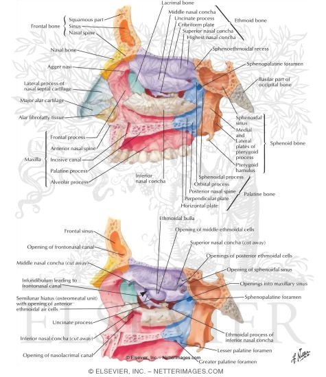Lateral Wall of Nasal Cavity
