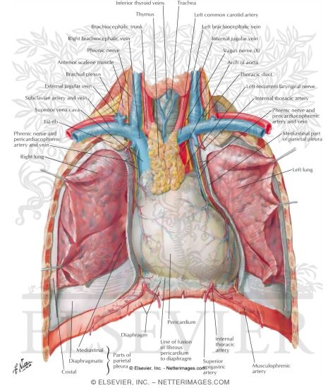Thoracic Cage Heart In Situ