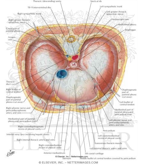 Diaphragm: Thoracic Surface