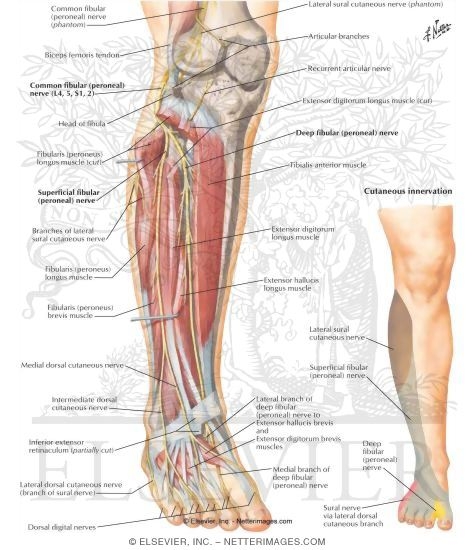 Common Peroneal Nerve (L4, L5; S1, S2)
Common Fibular (Peroneal) Nerve