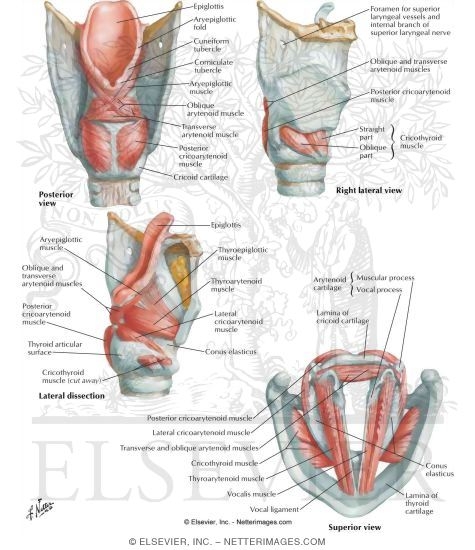 Intrinsic Muscles of Larynx