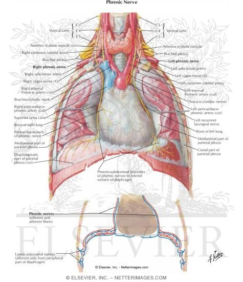 Phrenic Nerve 