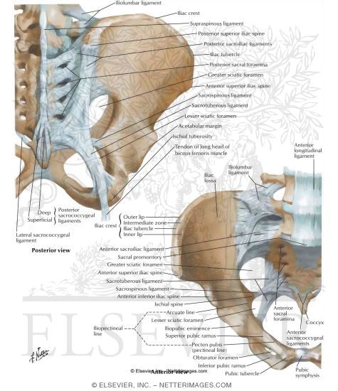 Bones and Ligaments of Pelvis