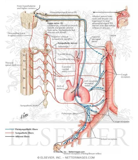 Innervation of Tracheobronchial Tree: Schema