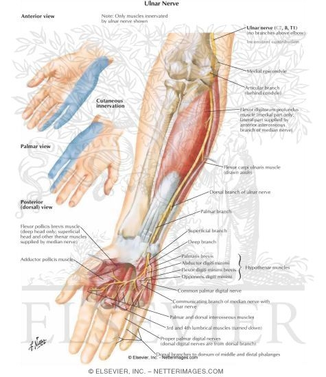Watermarked preview of labeled image: Ulnar Nerve of Forearm