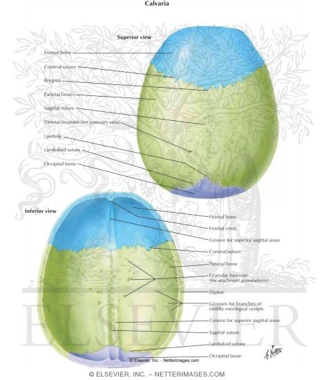 Calvaria 