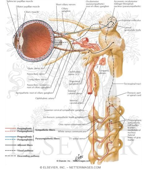 Ciliary Ganglion: Schema
Innervation of the Intrinsic Eye Muscles
Ciliary Ganglion: Schema