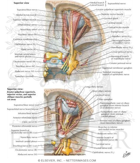 Nerves of Orbit