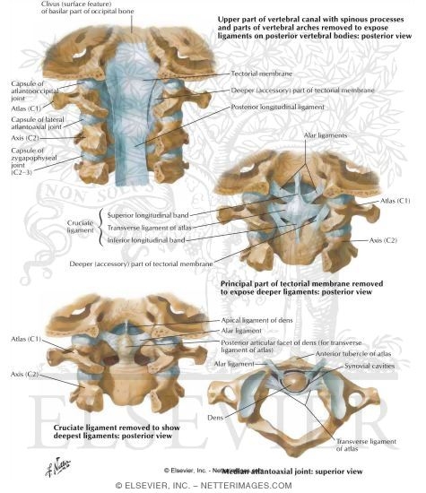 Internal Craniocervical Ligaments