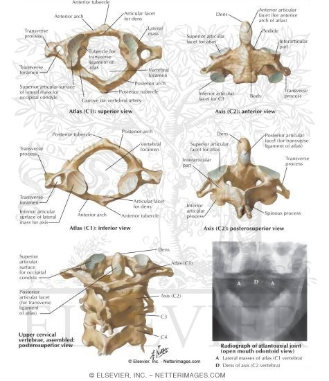 Atlas And Axis Anatomy Anatomical Charts And Posters