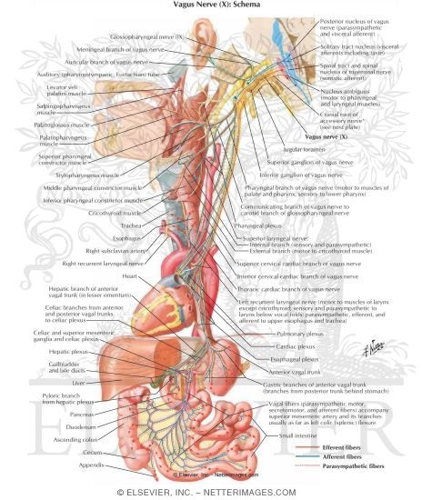 Vagus Nerve (X): Schema
