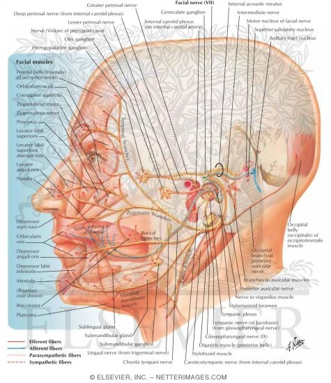 Facial nerve (VII)