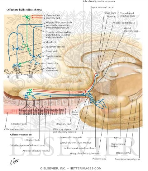 Olfactory Nerve Schema