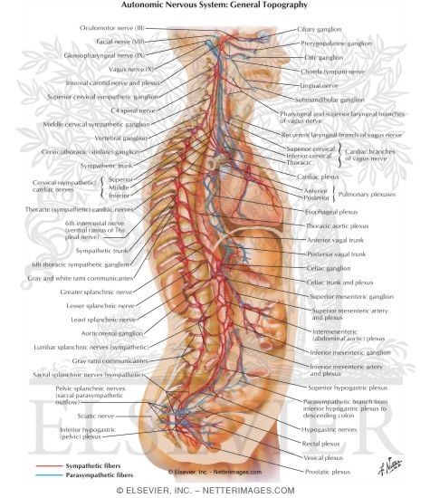 Atlas of Human Anatomy - 1st Edition