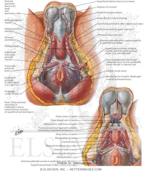 Arteries and Veins of Perineum: Male
Blood Supply of Perineum