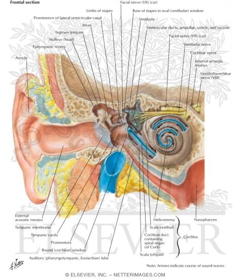 Pathway of Sound Reception