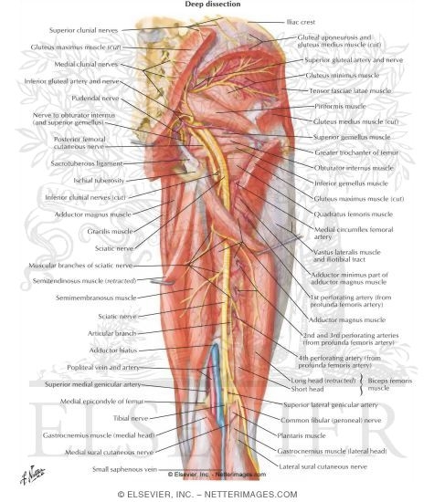 Lower limb arteries and nerves: Anatomy, branches