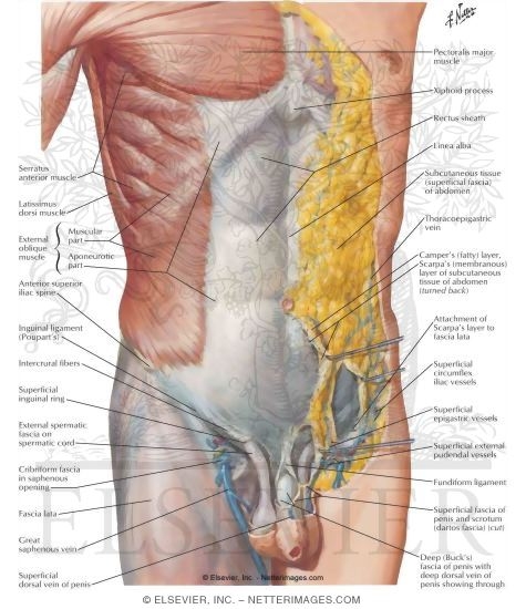 Anterior Abdominal Wall: Superficial Dissection Anterolateral ...
