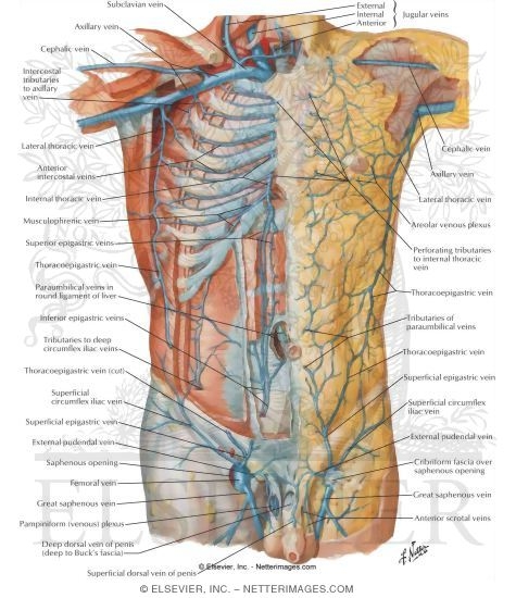 Veins of Anterior Abdominal Wall
Venous Drainage of the Abdomen