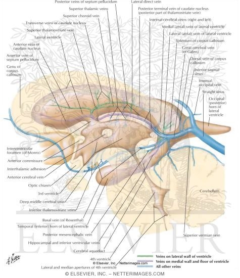 Subependymal Veins of Brain