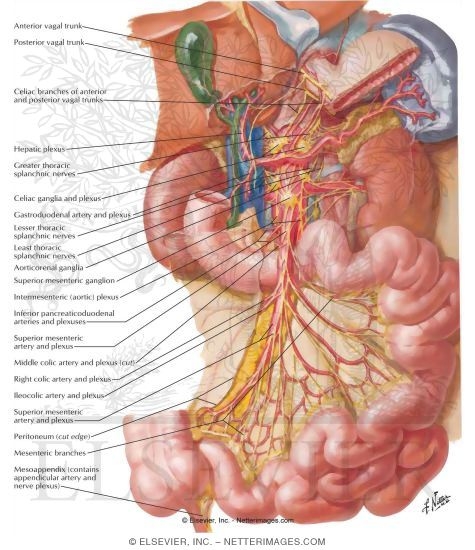Watermarked preview of labeled image: Innervation of Small and Large IntestineSmall Intestine