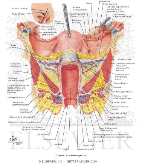 Ligamentous and Fascial Support of Pelvic Viscera