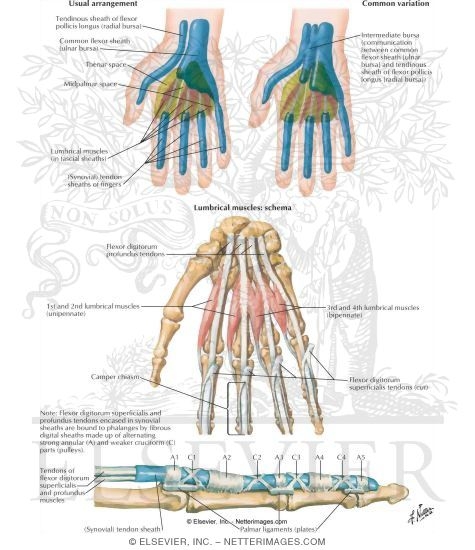 Watermarked preview of labeled image: Lumbrical Muscles and Bursae, Spaces and Sheaths: Schema