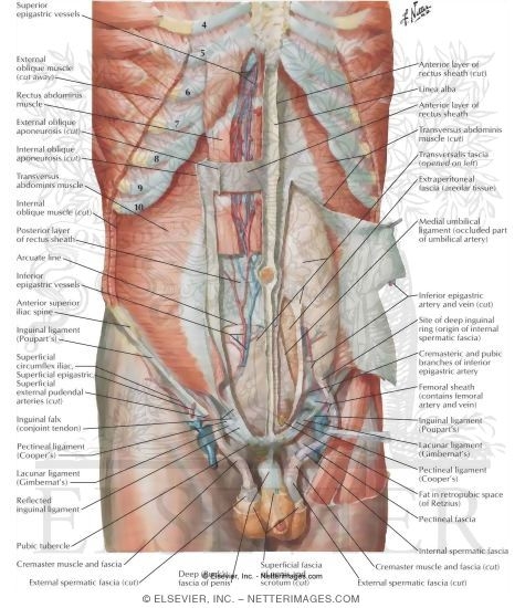 Watermarked preview of labeled image: Anterior Abdominal Wall: Deep Dissection
Anterolateral Abdominal Wall