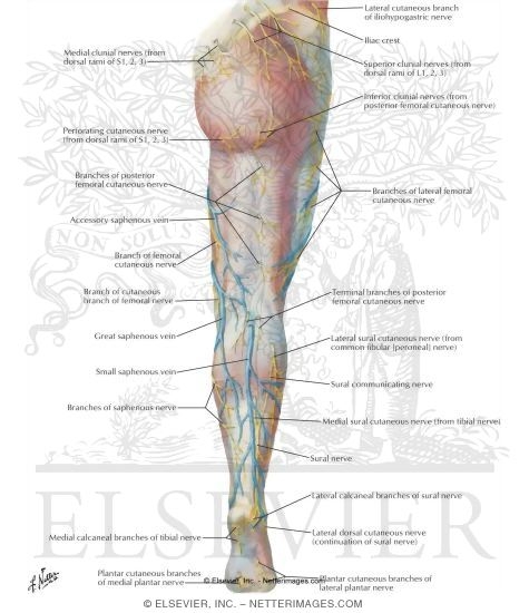Superficial Nerves and Veins of Lower Limb: Posterior View