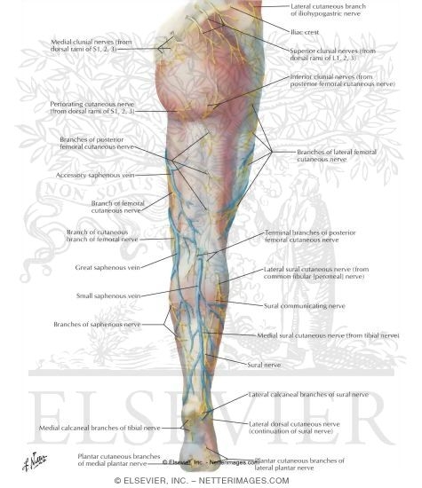 Nerves of the leg - posterior view