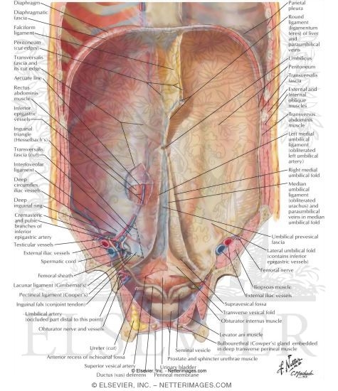 Watermarked preview of labeled image: Anterior Abdominal Wall: Internal View
Anterolateral Abdominal Wall