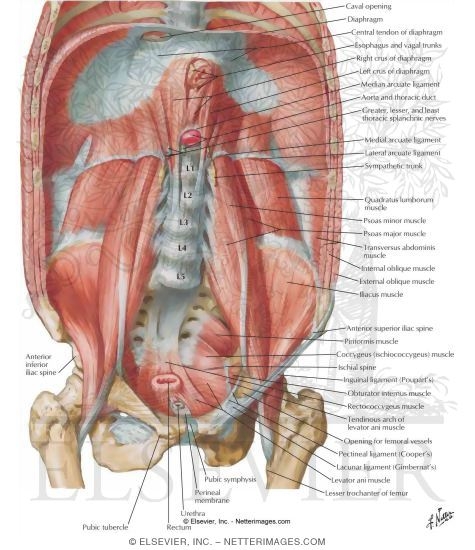 Posterior Abdominal Wall: Internal View