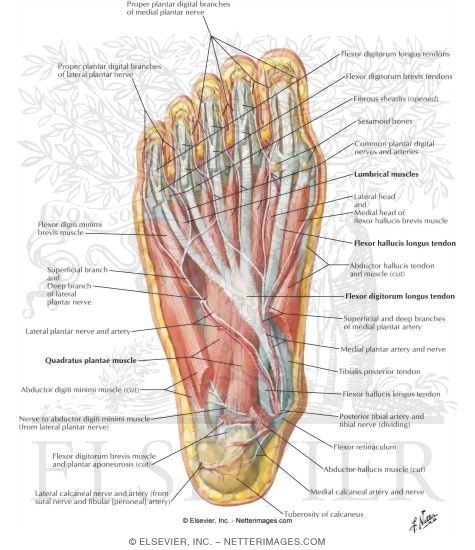 Muscles of Sole of Foot: Second Layer