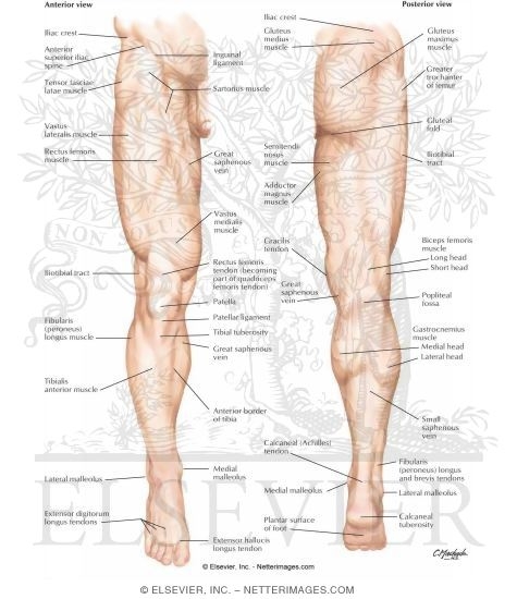 Lower Limb: Surface Anatomy