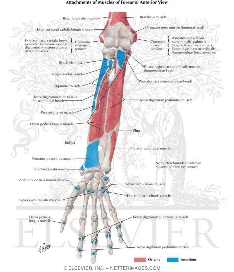Attachments of Muscles of Forearm: Anterior View