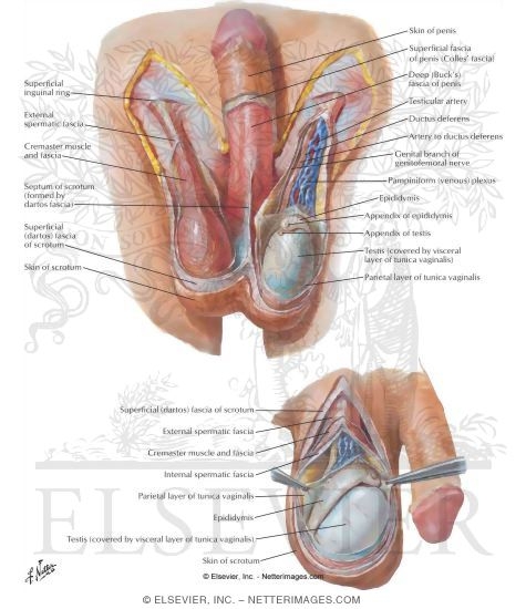 Scrotum and Contents