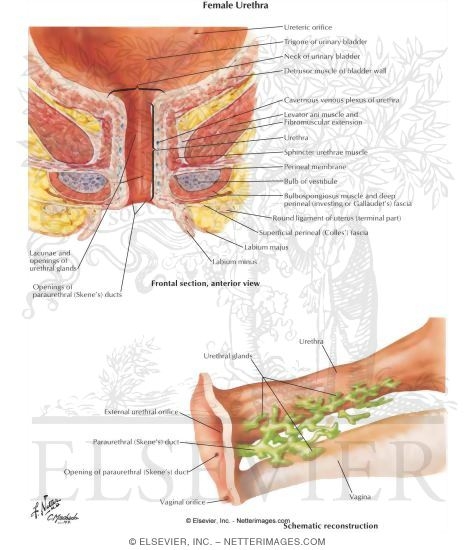 Female Urethra