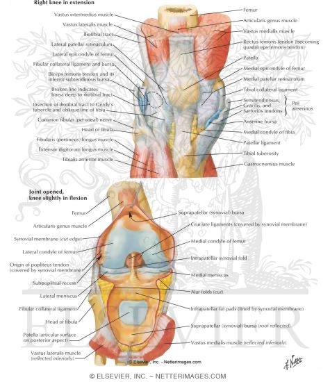 Knee: Anterior Views