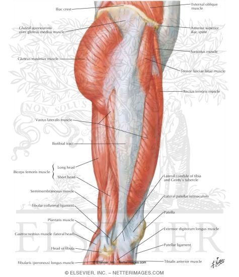 Muscles of Hip and Thigh: Lateral View