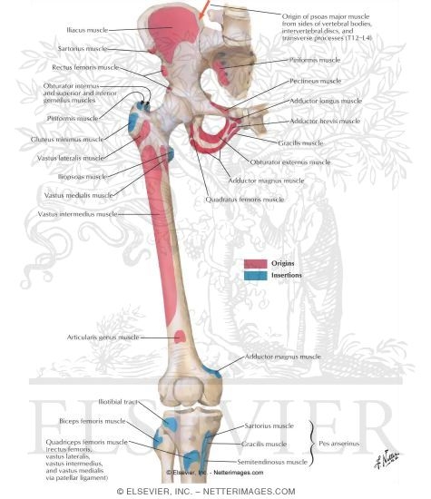 Bony Attachments of Muscles of Hip and Thigh: Anterior View