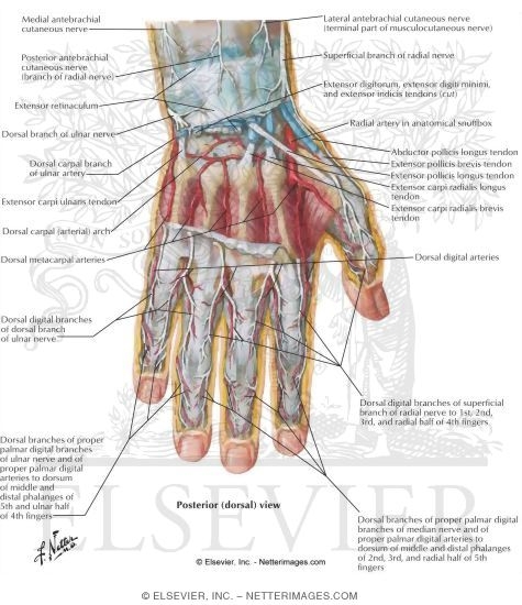 Wrist and Hand: Deep Dorsal Dissection