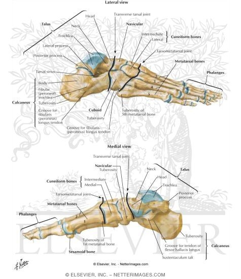 Bones of Foot