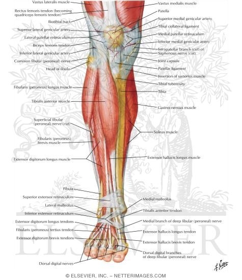 Muscles of Leg (Superificial Dissection): Anterior View