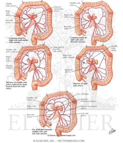 Variations in Colic Arteries