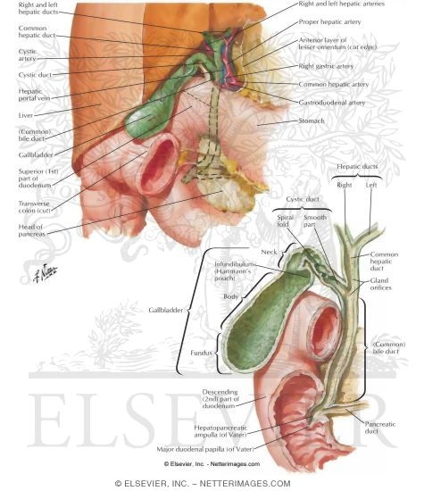 Gallbladder and Extrahepatic Bile Ducts